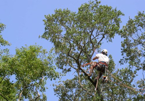 tree-service-professional-climber-1920w